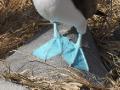 Blue Footed Booby!