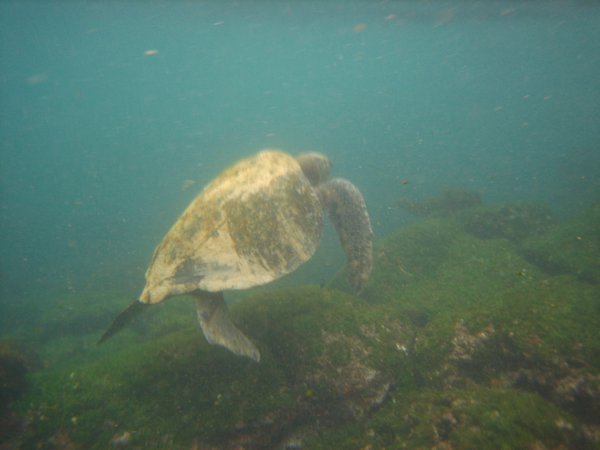 Our First Sea Turtle