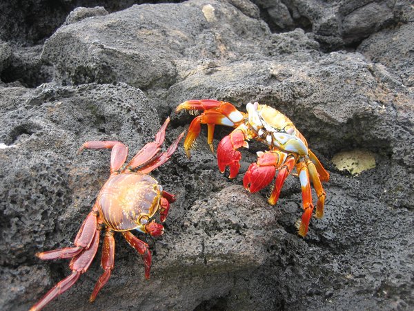 Crabs Fighting!