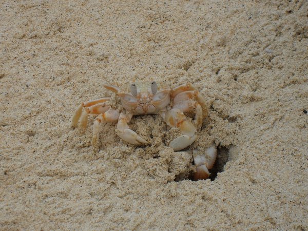 Ghost Crab Emerging from the Sand