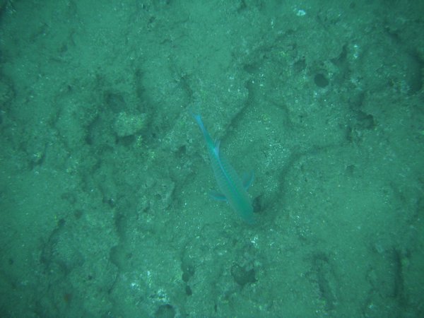 Underwater Shot