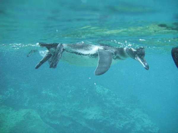 Penguins Fishing