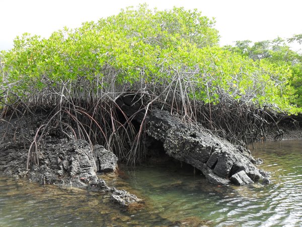 Mangrove in Black Turtle Cove