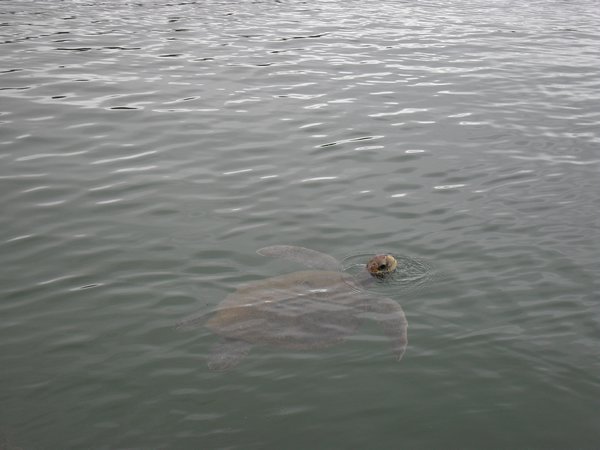 Turtle in Black Turtle Cove
