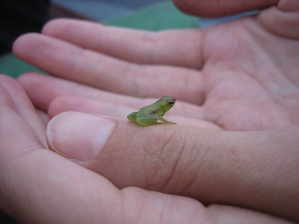 Tiniest Frog Ever!
