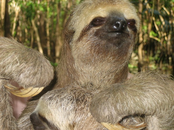 Sloth!