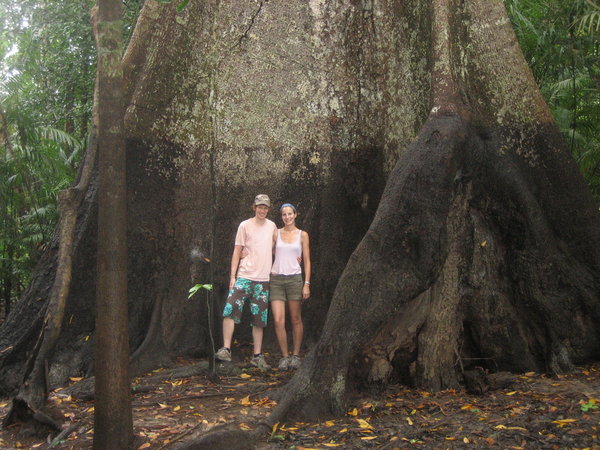Biggest Tree in the Rainforest