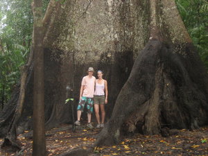 Biggest Tree in the Rainforest