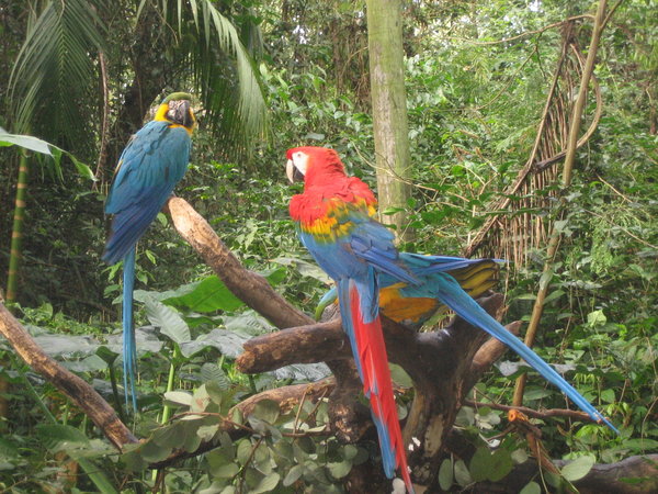 More Macaws