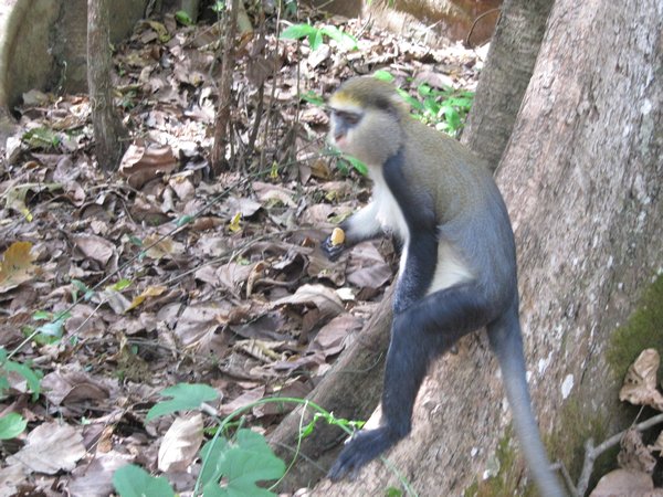 Baobeng-Fiena Monkey Sanctuary