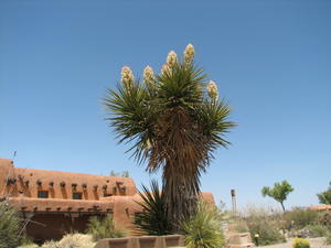 Yucca Plant in Full Bloom at White Sands Visitors Center 