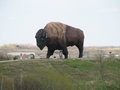Now that's a big buffalo