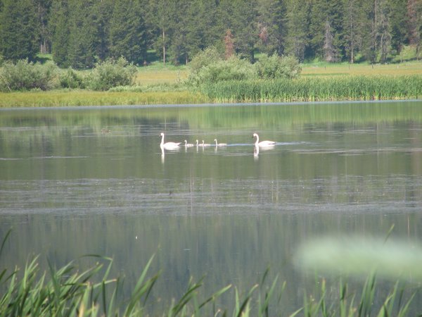 Family of Trumpeter Swans
