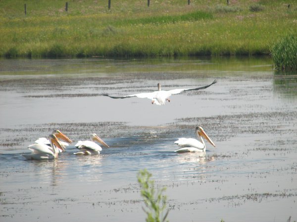 White Pelican Making a Carrier Landing