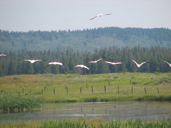 White Pelicans on the Wing