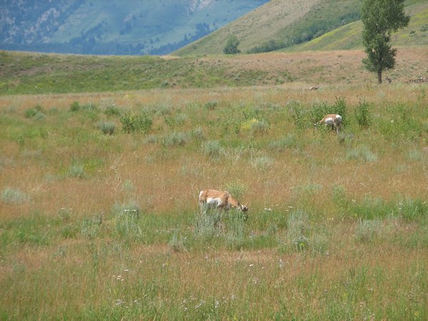 Pronghorn Antelopes Grazing near the Gros Ventre Campground.