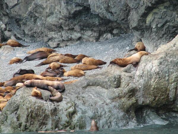 Sea Lions Basking in the Sun