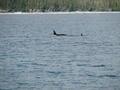 A pair of Orcas