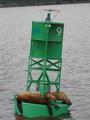 Resting on a buoy