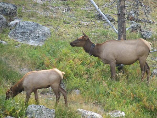 Mother  Elk with Young
