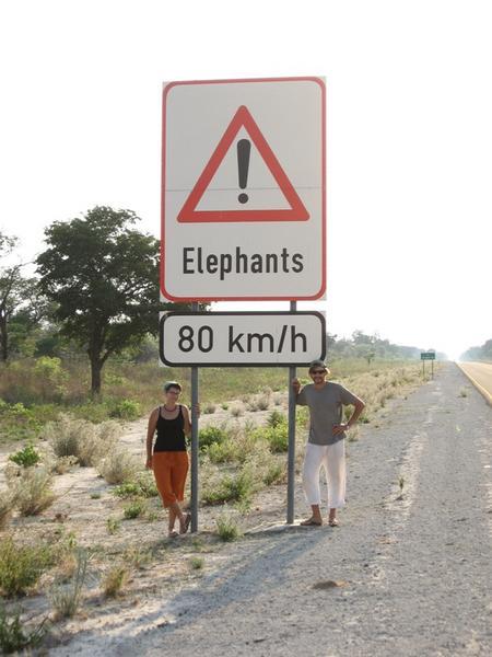 Attention Elephants - 80km/h