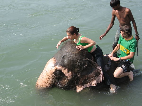 Elefants bath