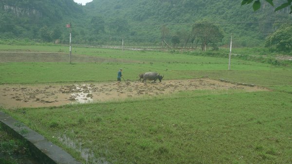 En risbonde med sin vandbøffel