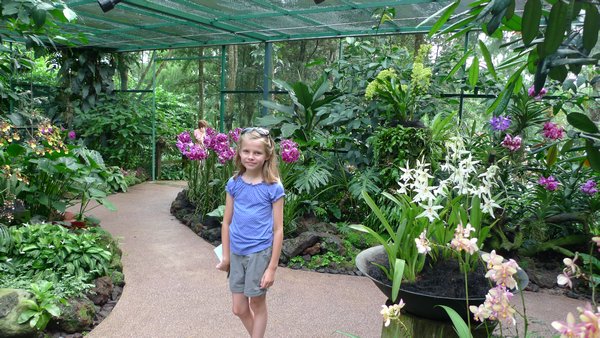 Orkideer i Botanisk have