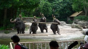 Arbejdende elefanter i Zoo