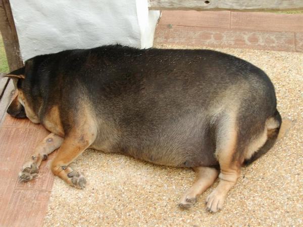 The fattest dog in the world