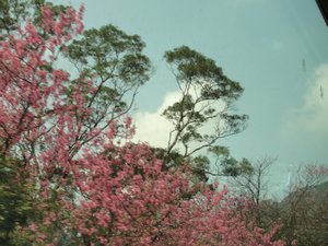 Trees in bloom