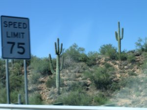 Cool looking Cactus