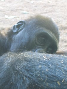 Very Cute Baby Gorilla