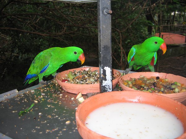 Very pretty parrots