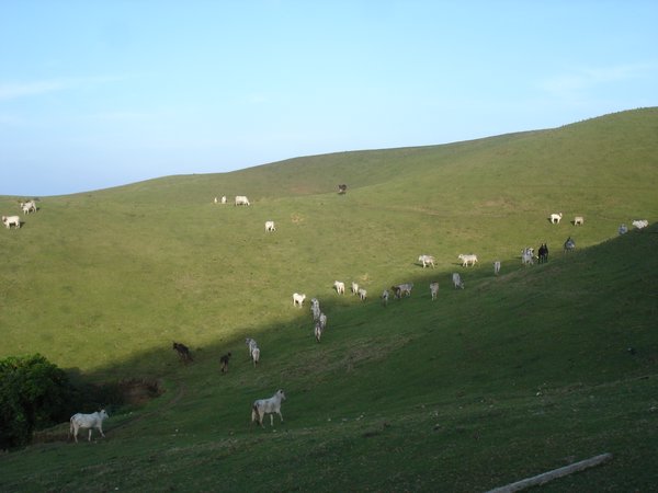 cows by the hills