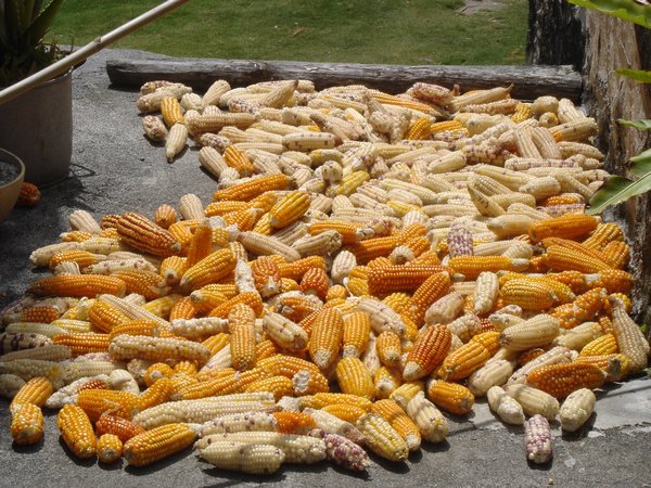 corns being dried