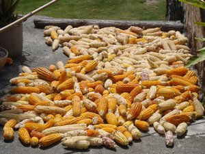 corns being dried