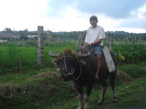 farmer and his carabao