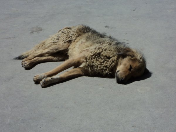 almost all dogs we saw in Tibet were sleeping