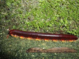 a millipede making its way up the ground