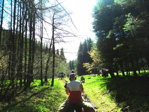 poplar tree-lined trails