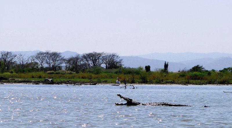 crocodile in Arba Minch lake