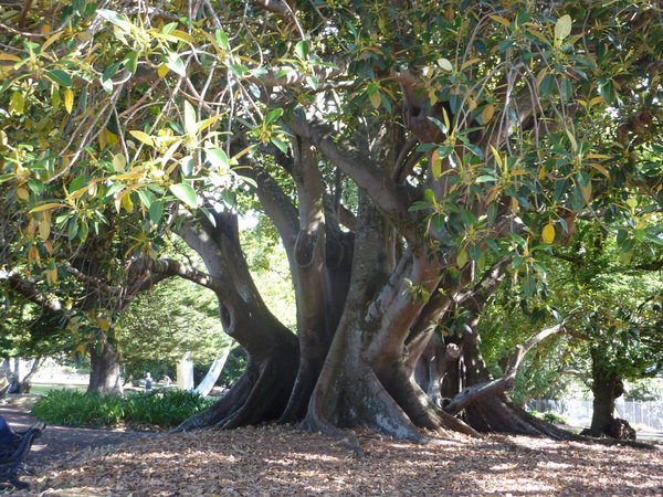 Ombu Tree