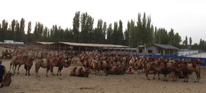 Camels - Dunhuang