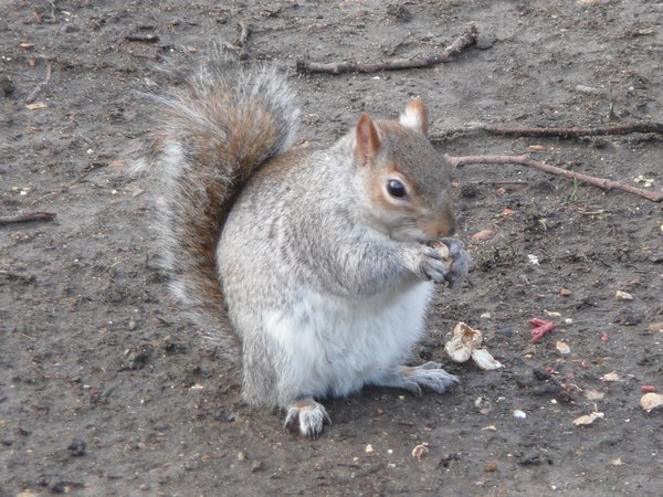 Squirell in St James Park