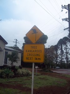 Tree Kangaroos!