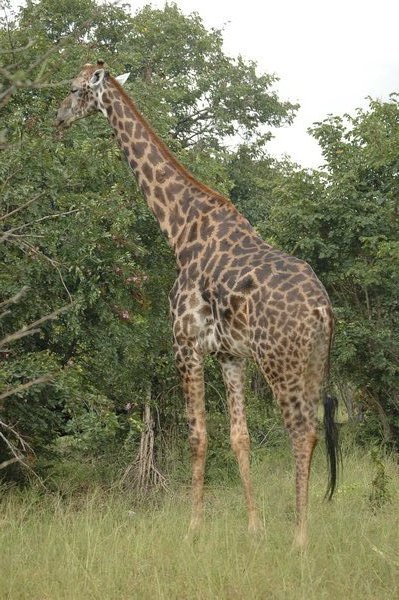 Giraffe!