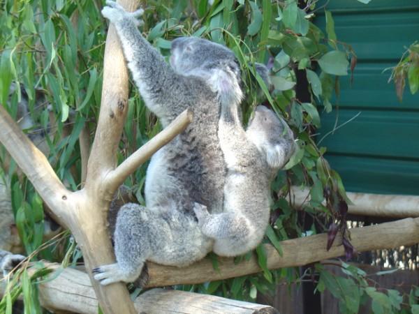Koala with baby, Lone Pine Koala Sanctuary