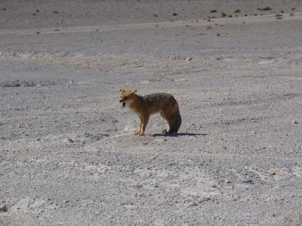 Bolivian Fox