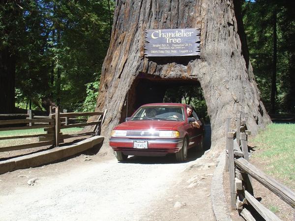 Drive Thru Redwood